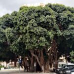 Ficus en Avda. Gamonal