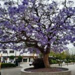 Ejemplar de Jacaranda en la Avda. de la Constitución