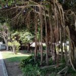 Ficus sp. en parque de la Avda. Terramar