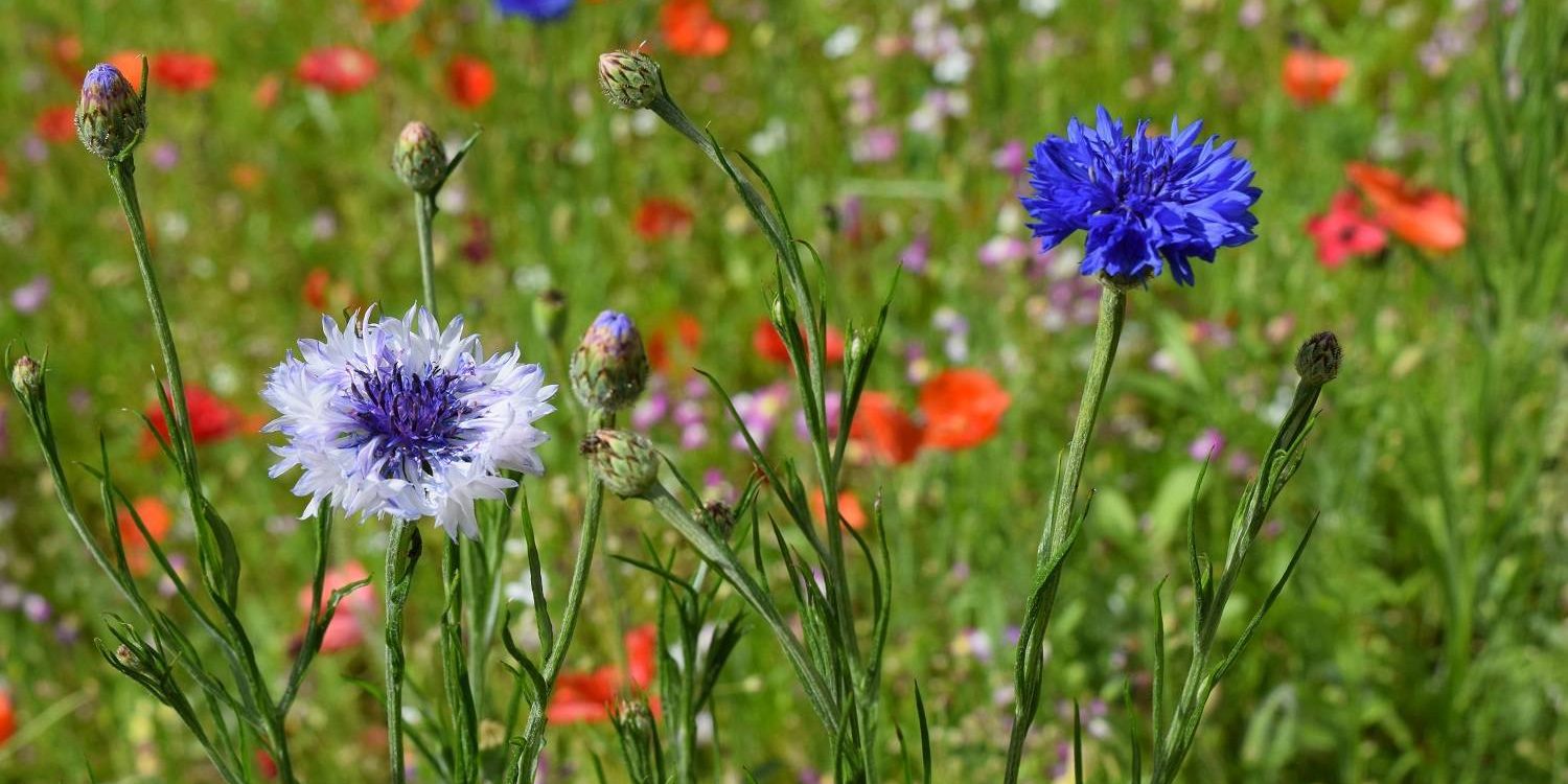 00 Jardín Botánico6